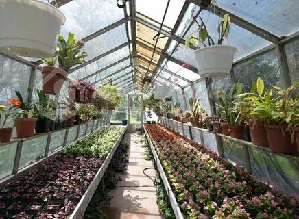 Какие цветы выращивать на продажу в теплице