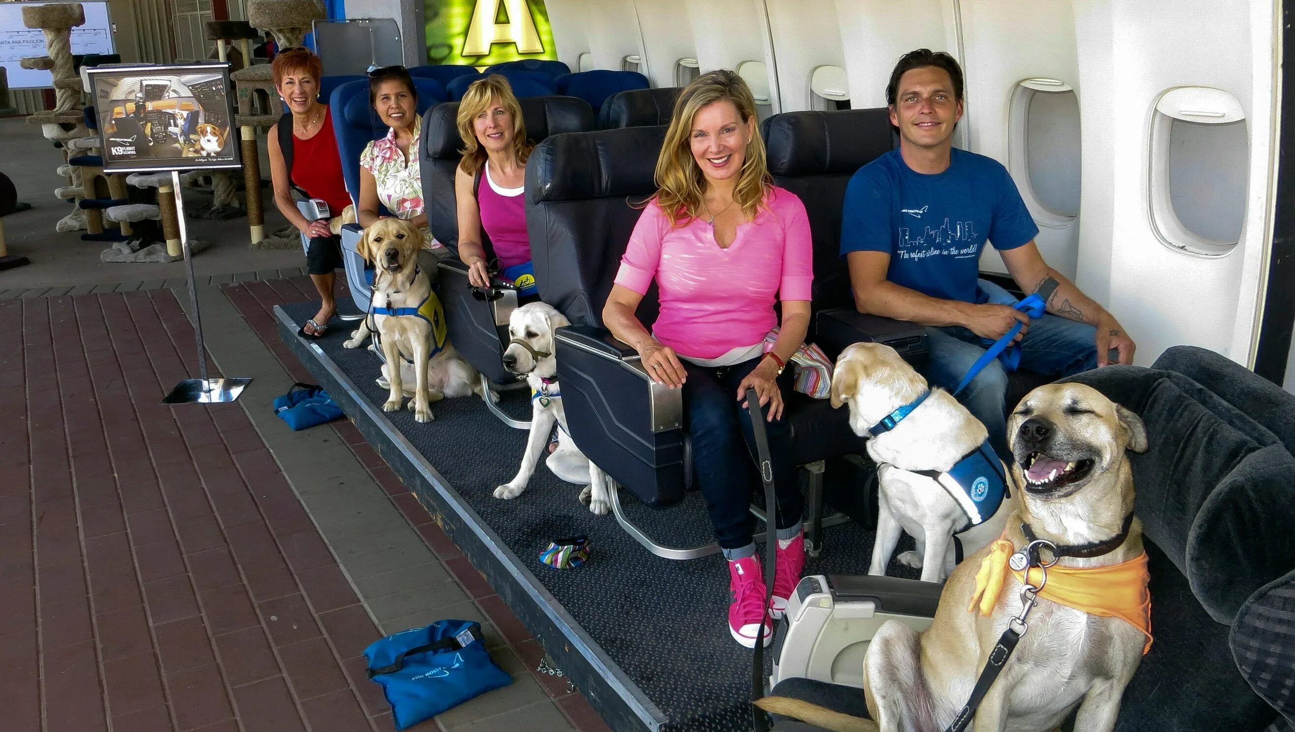 Собака в самолете. Собака поводырь. Собака поводырь в салоне самолета. Багажный отсек для животных в самолете. Можно перевозить собак в самолете