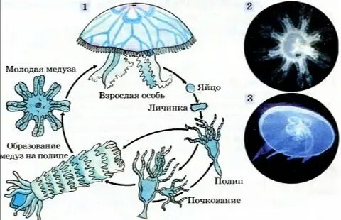 Стадии жизненного цикла медузы