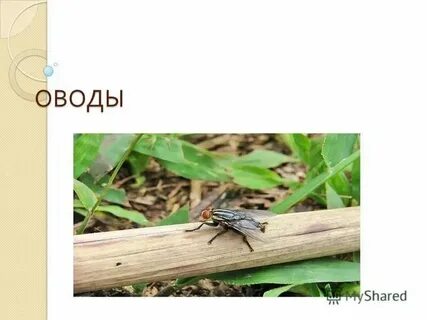 Овод читательский дневник
