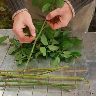 Как вырастить розы из цветов