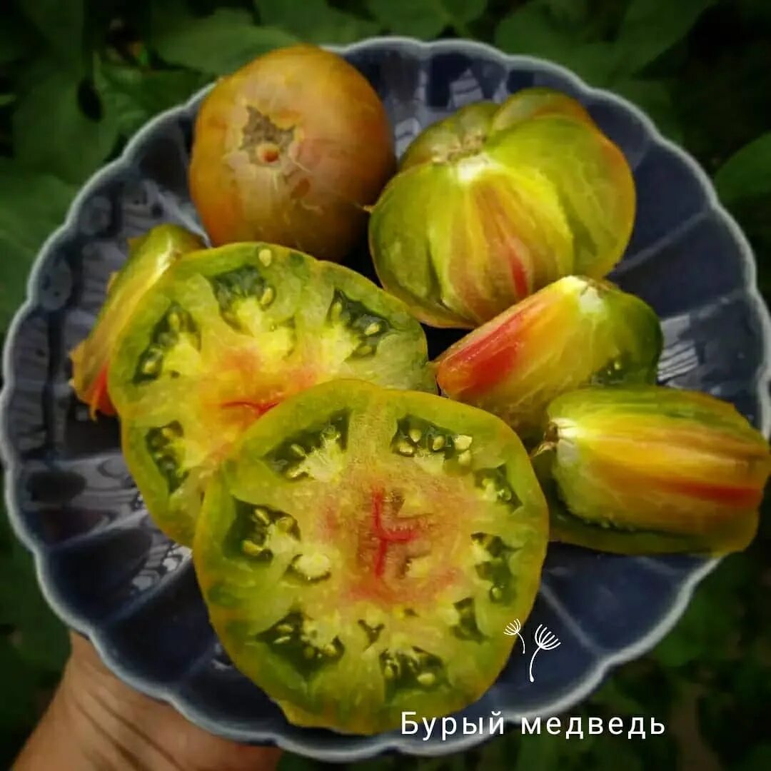Томат бурый медведь. Томат тайсон. Томат бурый медведь отзывы. Томат гигантская коричневая плоть. Бурые томаты.