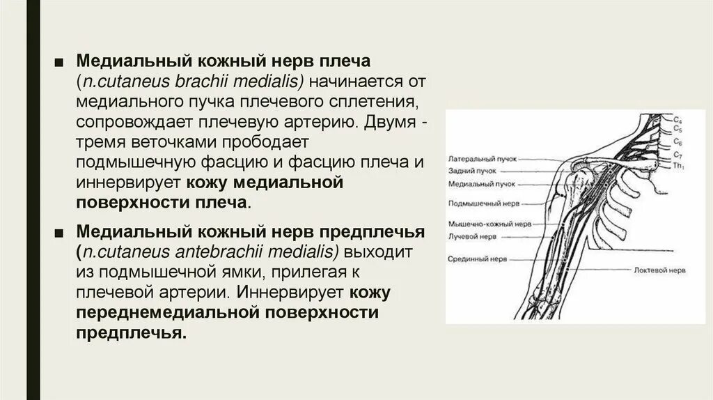 Кожно нервные. Длинные ветви плечевого сплетения таблица. Медиальный корешок срединного нерва. Нервы медиального пучка плечевого сплетения. Плечевое сплетение длинные ветви анатомия.