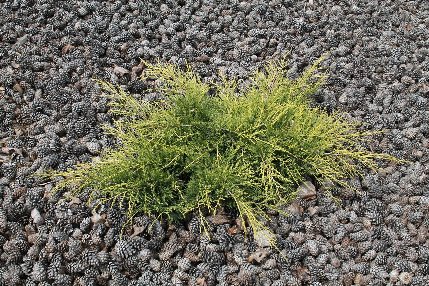 Gold Coast Juniper is compact, evergreen shrub. Evergreen shrubs, Conifers garde