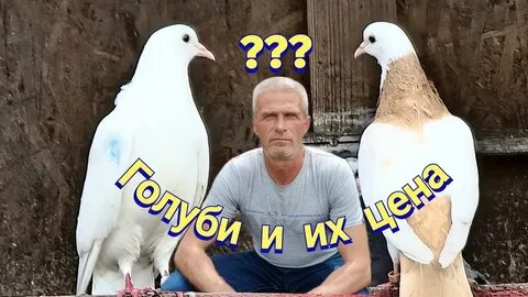 Голуби владикавказ 15