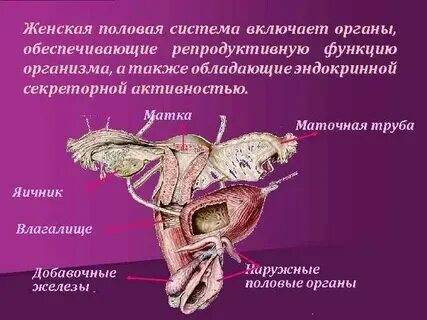 Половое строение девушки