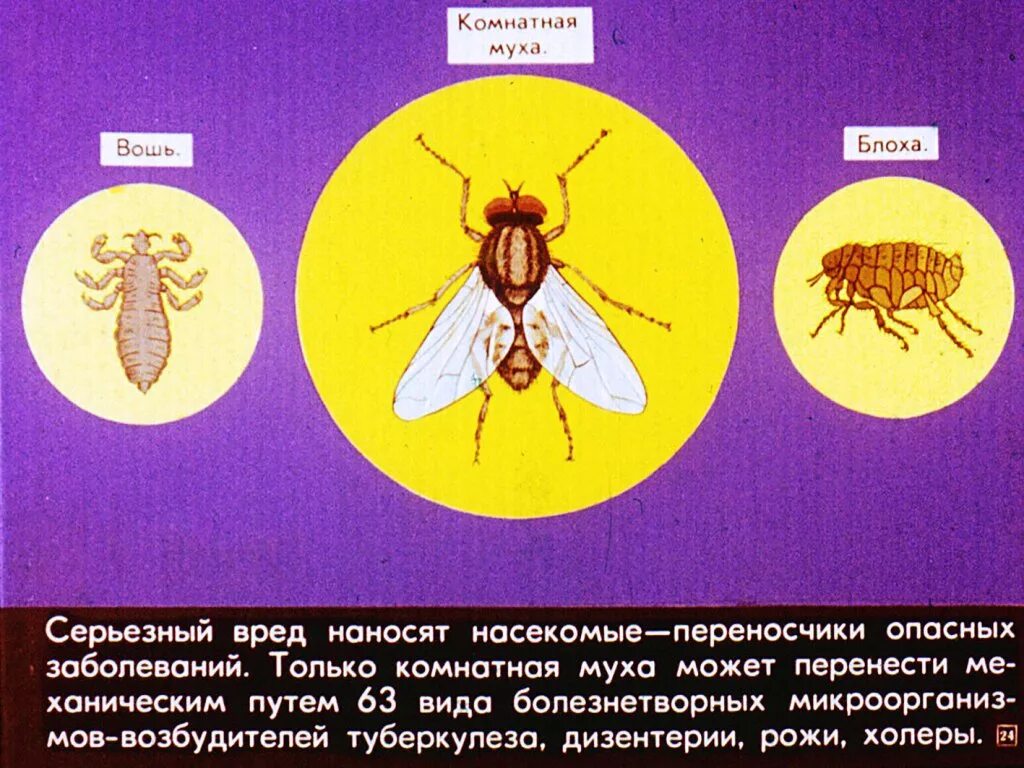 Что означало мушка. Роль насекомых в жизни. Роль насекомых в природе и жизни. Польза насекомых в природе и жизни человека. Положительная роль насекомых.