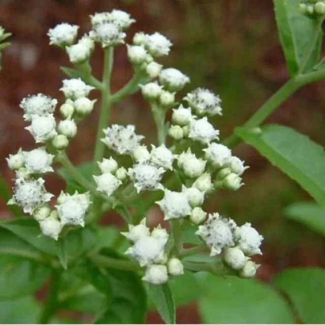 Подскажите как называется. Подскажите как называется. Подскажите как называется. Как можно называть андрея. Утанвои сооотвесьтствие какой орган под цифрой 4.