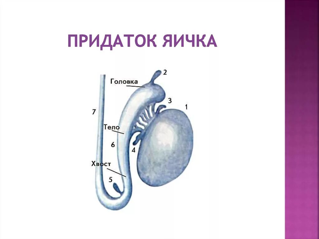 Привески яичек