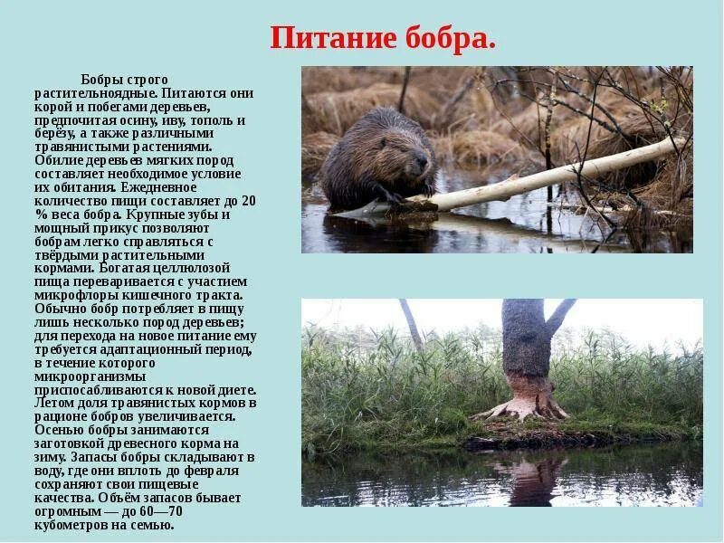 Бобры выражение