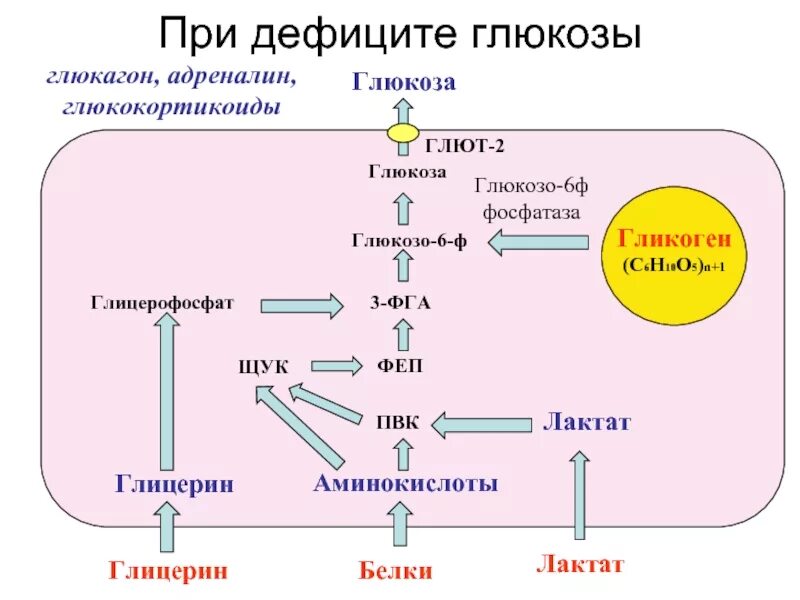 Инсулин гликоген триглицериды холестерол. Утилизация глюкозы клетками инсулин. превращение глюкозы в гликоген. метаболические процессы в печени биохимия. адреналин и глюкоза.