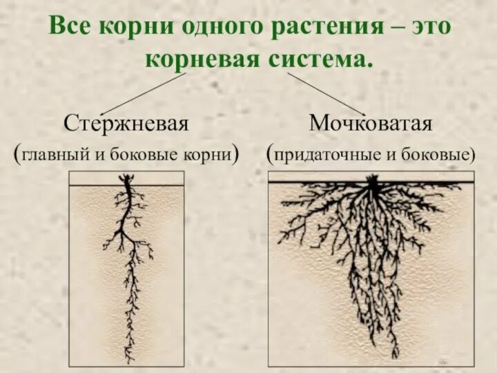 Строение и значение корня 6 класс. Строение корня 6. Схема строения корня. Внешнее строение корня.