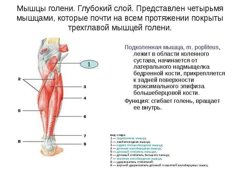 Икроножная мышца какая ткань. Мышцы голени передняя группа мышц. Икроножная мышца анатомия функции. Задняя группа мышц голени анатомия. Мышцы голени функции анатомия.