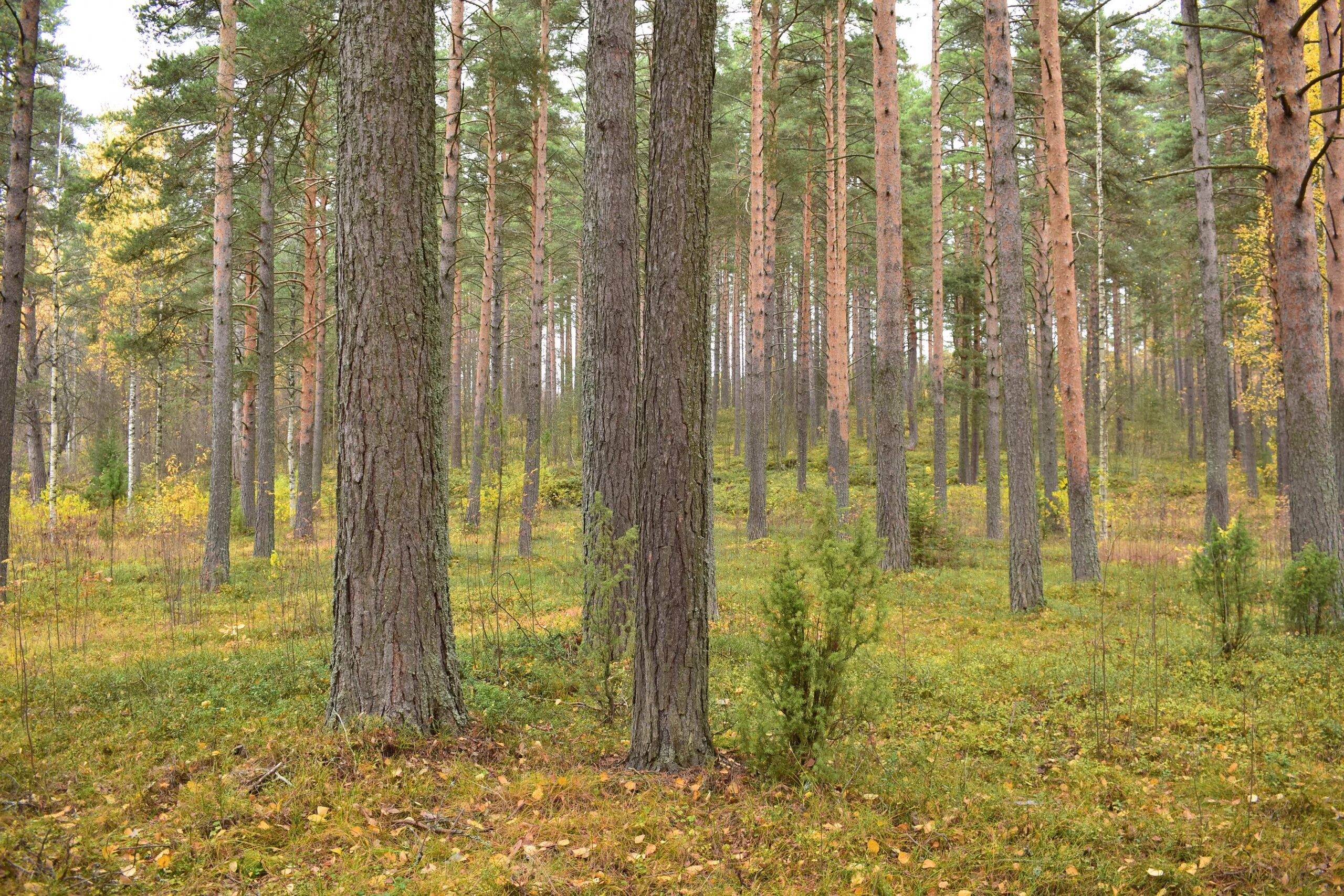 Национальный парк олимпик штат вашингтон сша. Лиственнично-сосновый лес. Флора тайги северной америки. Разнообразие хвойного леса. Тайга евразии.