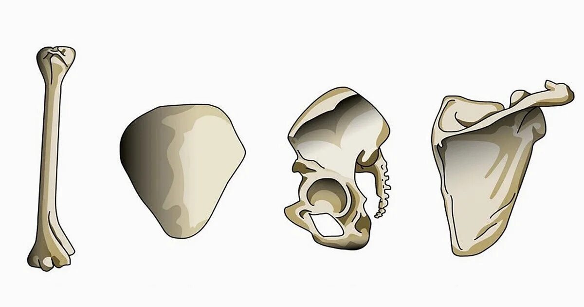 Лопатка кость человека на скелете. Строение плоской кости. Плоская кость. Лопатка плоская кость. Строение плотской кости.