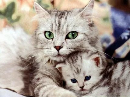Кошки кошечки