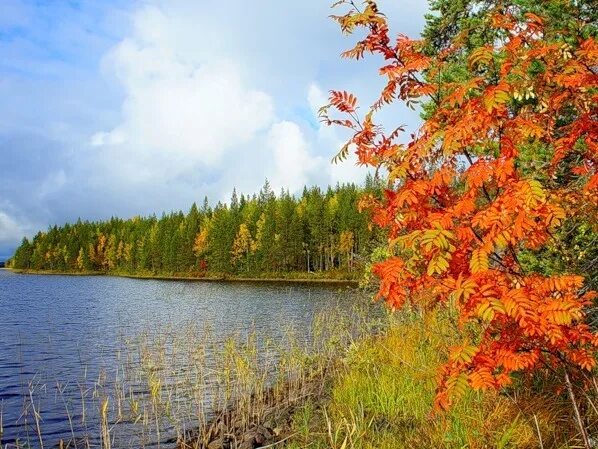 Осень в карелии хороша. Карелия осенью рускеала. Карельские пейзажи. Осень в карелии кварцитный. Золотая осень в карелии.