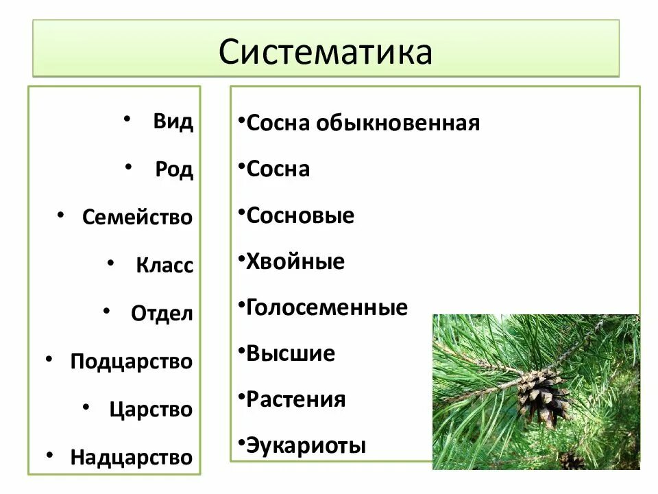 Каковы признаки голосеменных. Систематика сосны обыкновенной. Систематическая группа голосеменных растений. Систематика голосеменных схема. Классификация голосеменных растений схема.