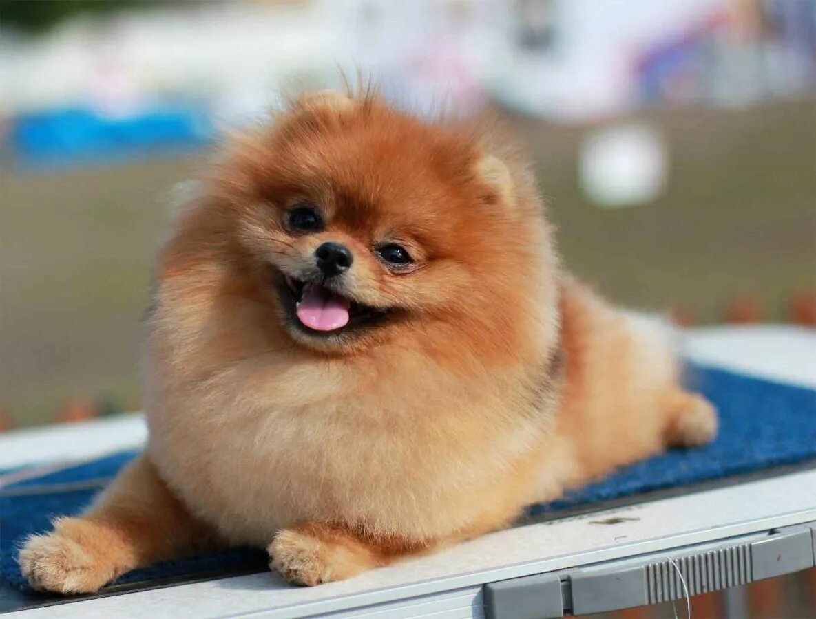 Померанский шпиц тедди. Померанский шпиц. Померанский карликовый шпиц медвежьего. Шпиц мишка фото. Померанский шпиц медвежьего типа.