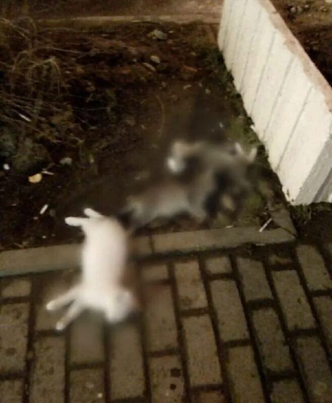 Упавший кот