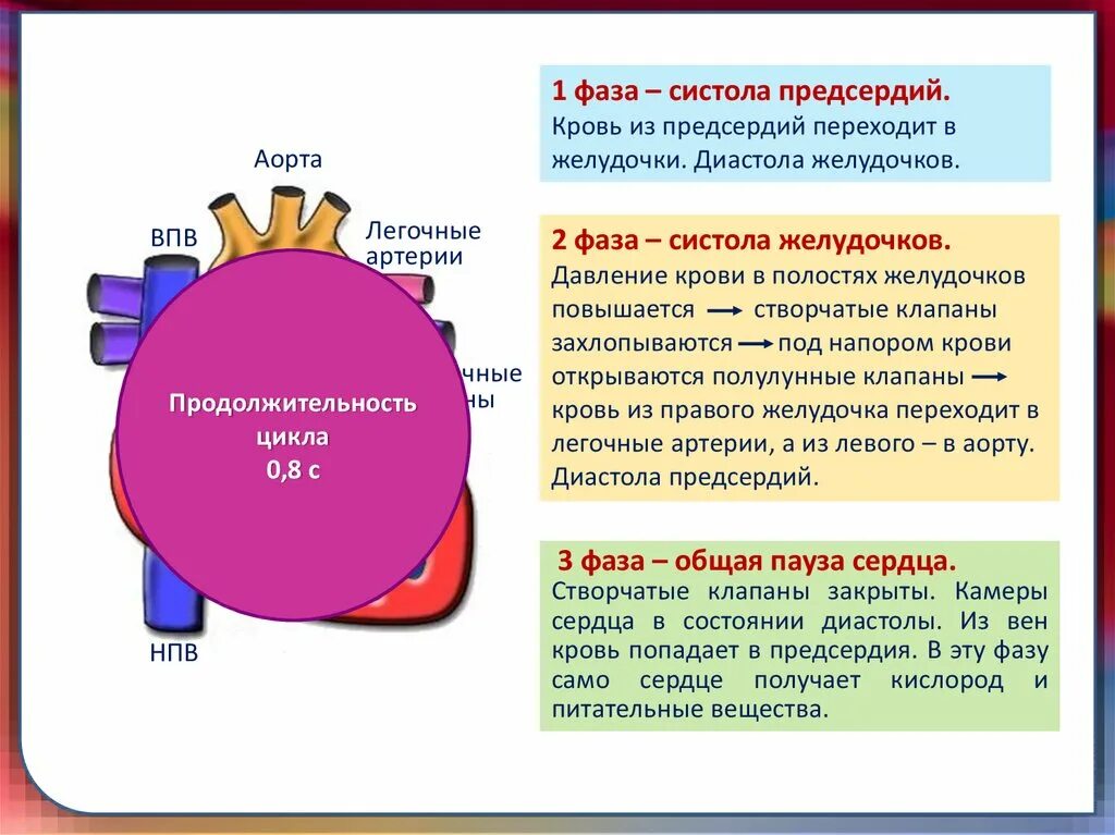 Фазы систолы предсердий. Фаза систолы предсердий. фаза систола предсердий предсердие. фазы систолы.