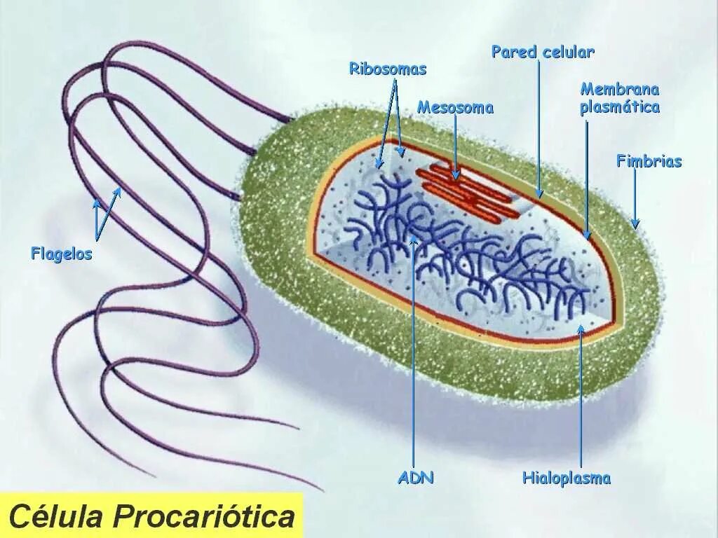 Прокариоты рисунок. Бактерии эукариоты. Прокариотической (бактерии). Клетка прокариот. Строение прокариот.