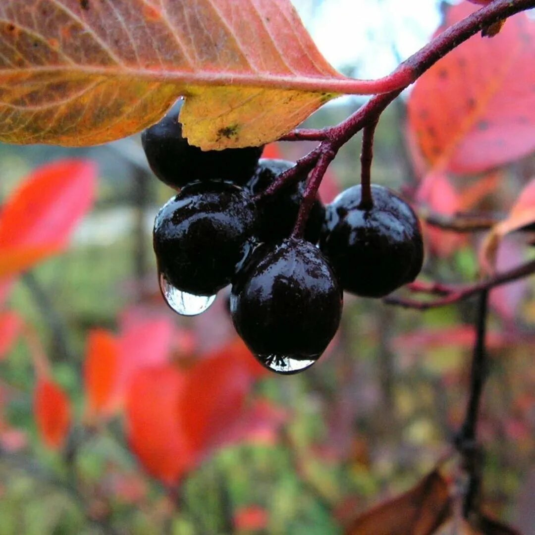 Маленькие черные ягоды. Арония черноплодная дерево. Черноплодная рябина арония. Арония рябина черноплодная куст. Черноплодная рябина арония кустарник.