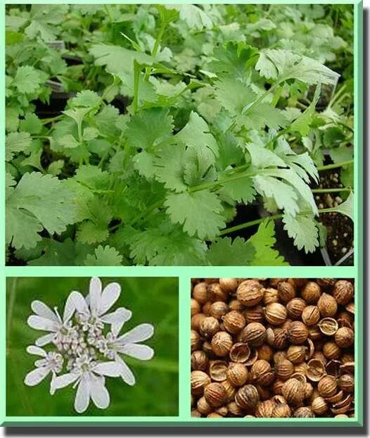 Кардамон и кориандр. Кориандр где растет. Семена кинзы как растут. Семена кориандр (кинза) стимул. Кориандр где растет.
