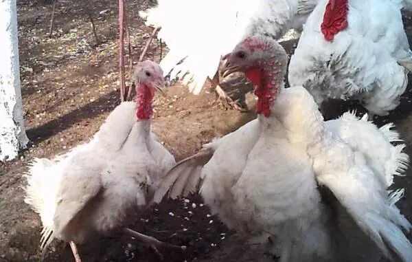 Индюк описание. Пол для индюков. Как отличить самку индюка. Как отличить самку индюка. Индюк самка.