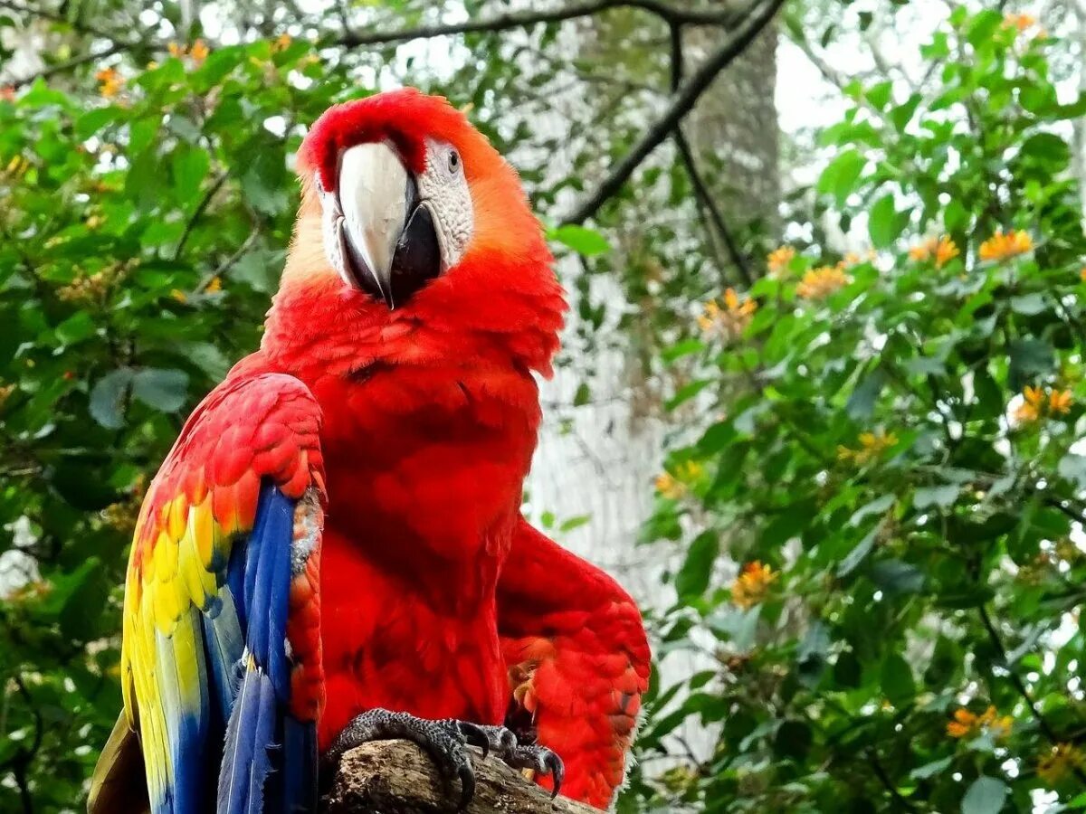 Red parrot