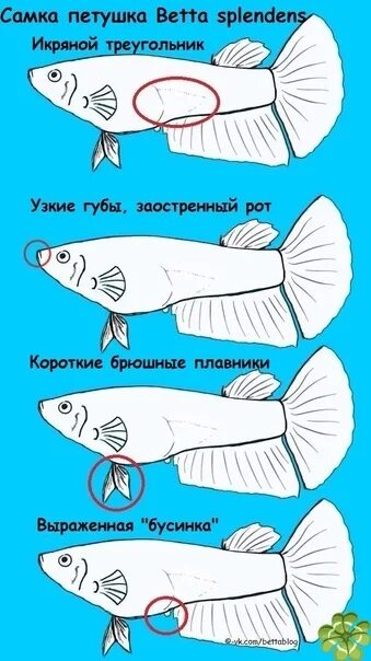 Как отличить самку петушка от самца. Рыбка петушок как отличить самку от самца. самка петушка или самец. отличие самки петушка от самца. как определить пол рыбки.