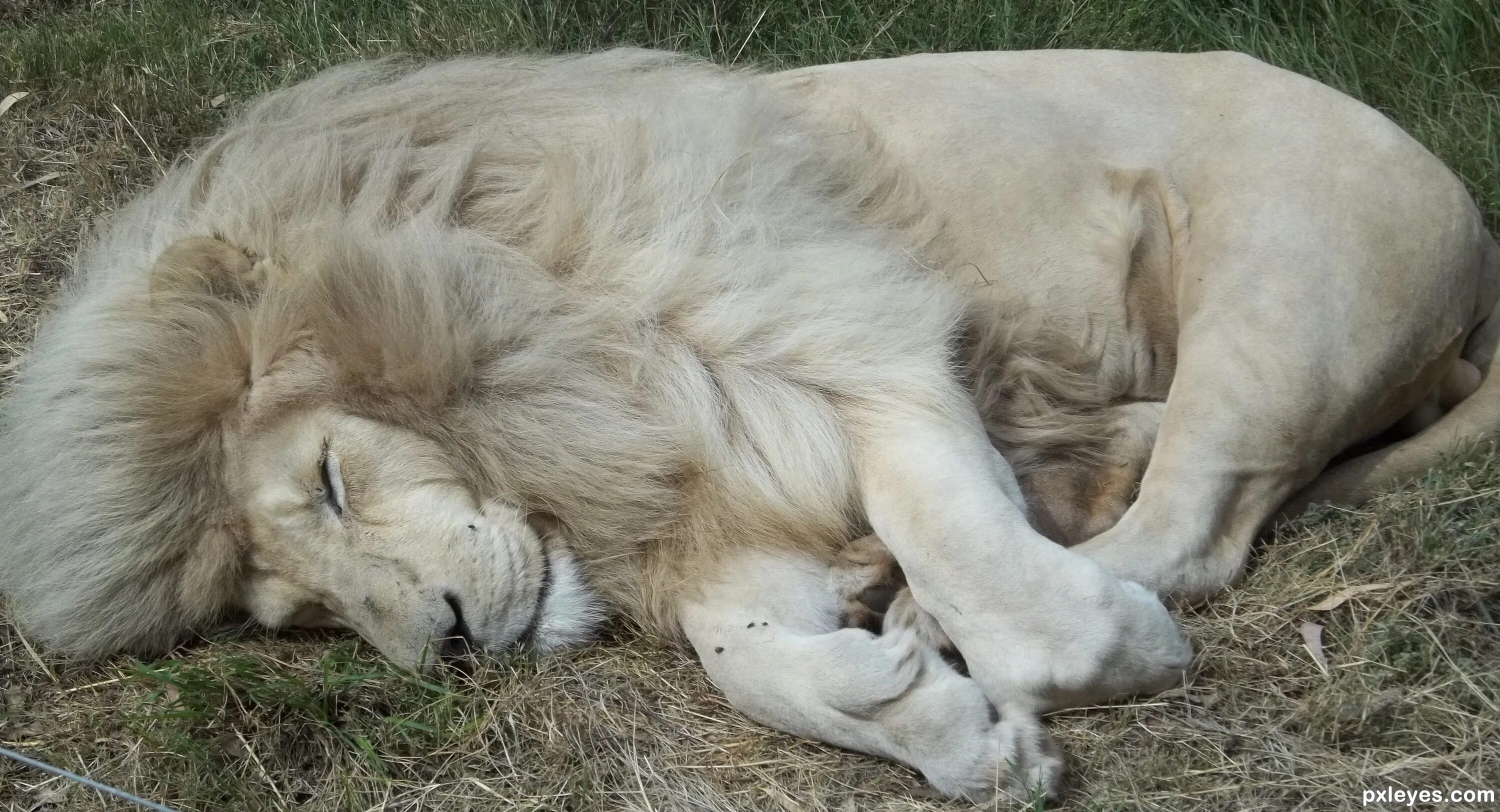 Сколько спят львы. Лев спящий. Спящие львы. Поза спящего Льва.