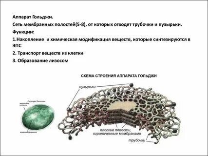Мембрана аппарата гольджи