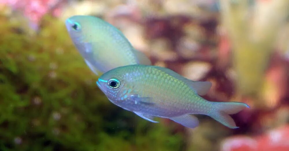 аквариумная рыбка фловер хорн. акулообразные аквариумные рыбки. рыбки меняющие цвет. рыбки петушки цвета. рыбы, самки которых превращаются в самцов.