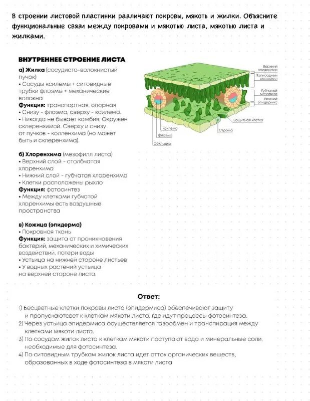 Мезофилл листа состоит. В строение листовой пластинки различают покровы. Строение черешка листа. Внутреннее строение листа функции. Кластер клеточное строение листа.