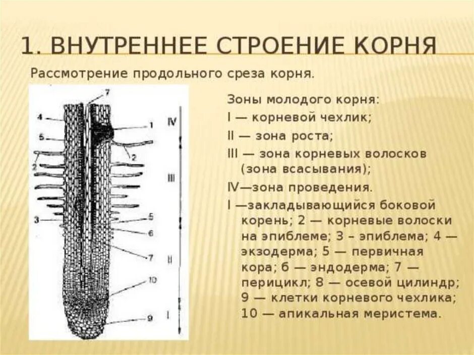 Клетки корня функции. Корневой чехлик зона роста зона всасывания зона проведения. внутреннее строение корня зоны корня биология 6 класс. строение корневого чехлика. строение чехлика корня.