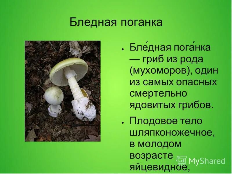 Картинки ПРИЗНАКИ ОТРАВЛЕНИЯ БЛЕДНОЙ ПОГАНКОЙ