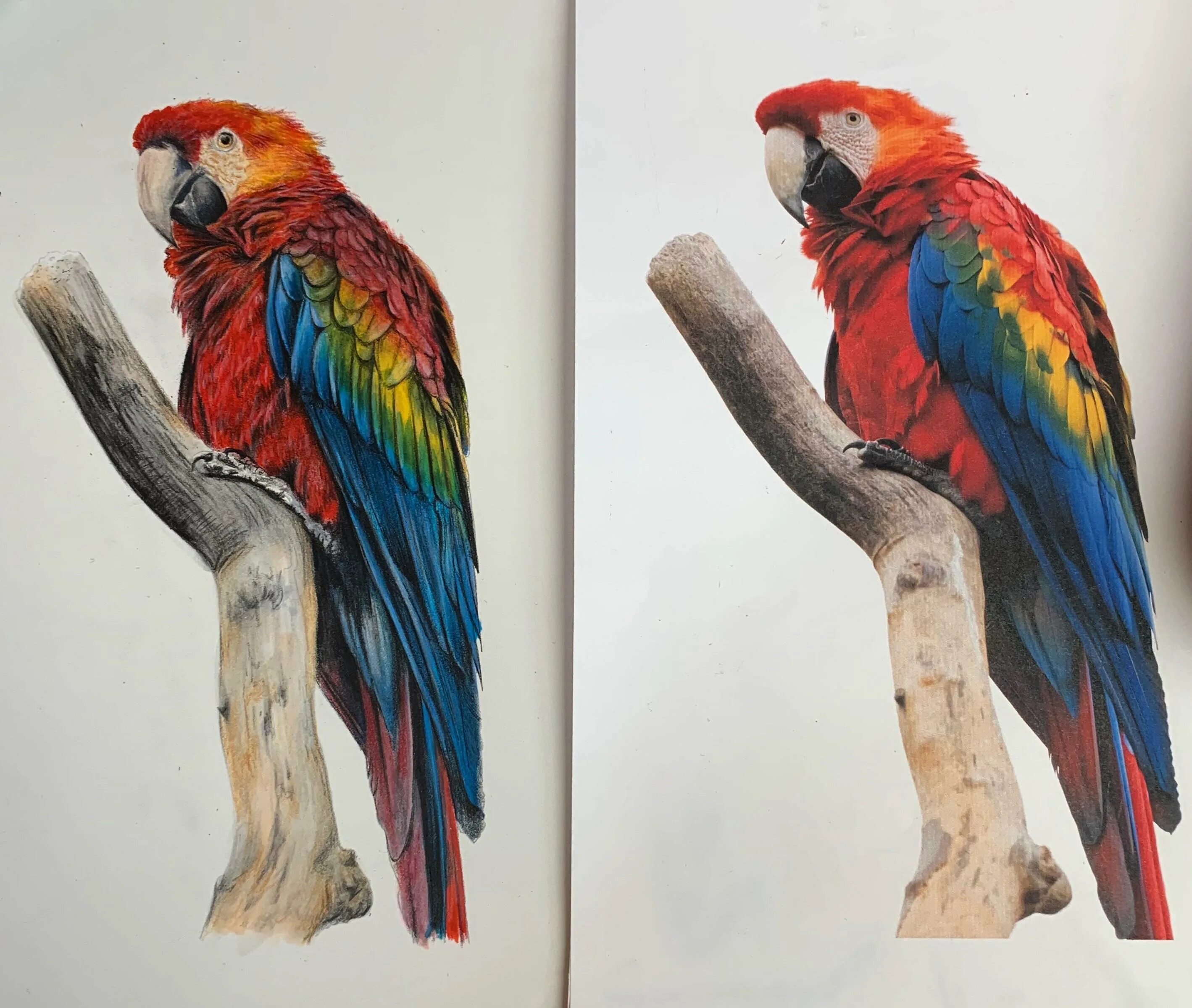 Colored Pencil Art. Colored drawing. Color Pencil drawing Craw. Ink Art Coloring. Colorful vs colourful