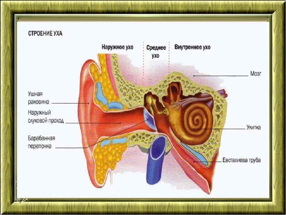 Барабанная перепонка улитка евстахиева труба ушная раковина. Строение уха 8 класс биология. Внутреннее ухо строение биология. Внутреннее строение уха человека для детей. Рассмотрите схематичные изображения уха человека