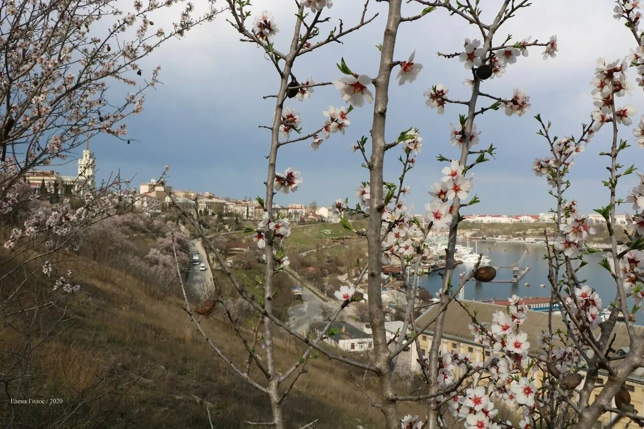 10 дней до весны про крым. Алушта цветение миндаля. Цветение миндаля в Крыму. Весенний Крым цветение миндаля.