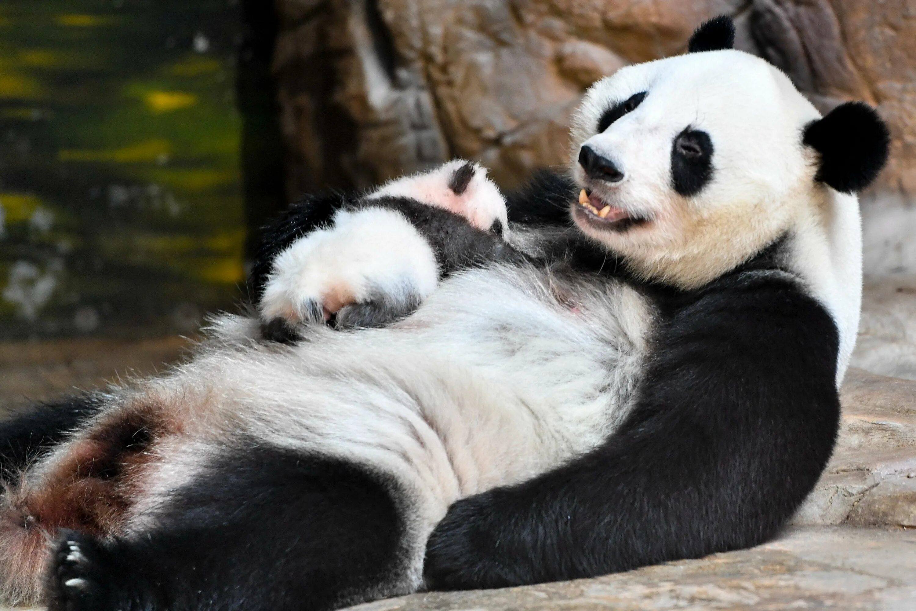 Большая Панда. Панда с детёнышем. Панды с малышом. Мама Панда с детенышем.