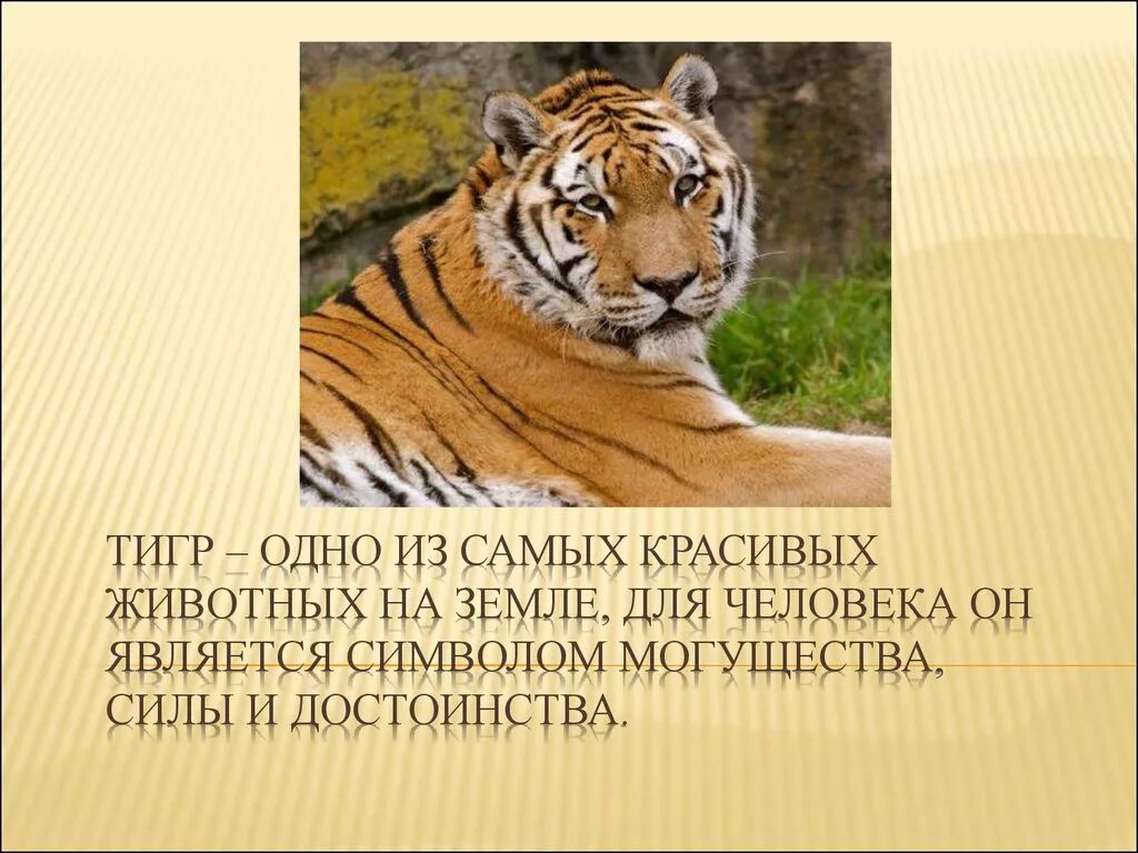 Информация про тигра. Амурский тигр проект 3 класс. Презентация на тему Амурский тигр. Презентация про Амурского тигра. Презентация про животных.