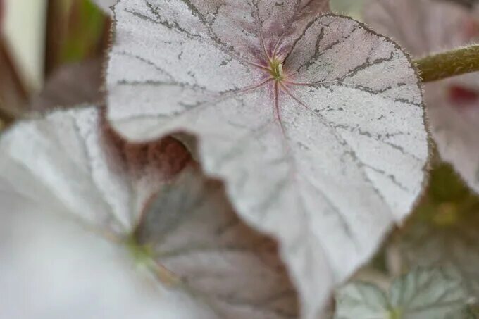 Бегония ризомная. Бегония белые листья. Begonia argenteo-guttata бегония серебристо-крапчатая. Бегония с белыми листьями. Бегония краснолистная фисто.