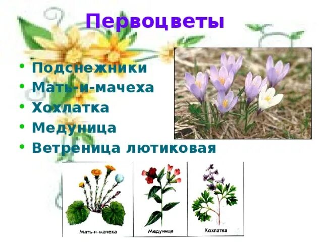 Какие условия необходимы для раннецветущих растений. Первоцветы подснежники мать и мачеха. Раннецветущие растения первоцветы. Первоцветы ветреница Медуница. Первоцветы Медуница хохлатка.