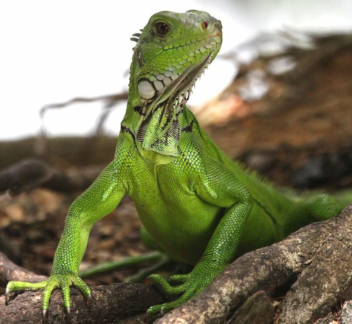 Игуана или ягуана. Игуана зеленая обыкновенная. Игуана обыкновенная ( Iguana Iguana). Ящерица игуана. Ящерица зеленая игуана.