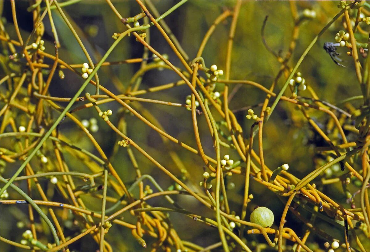 Cassytha filiformis. Кассита нитевидная. Повилика (Cuscuta), кассита (Cassytha). Кассита (Cassytha). Knows that plants