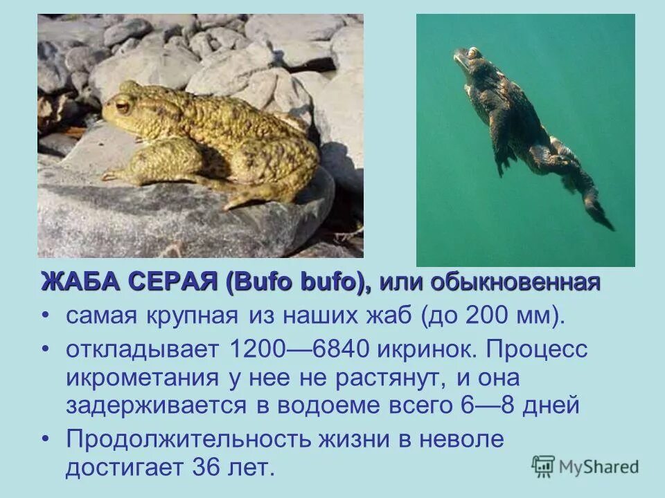 жаба обыкновенная описание. развитие серой жабы. серая жаба самая крупная жаба в европе. серая жаба самая крупная. Bufo bufo – обыкновенная серая жаба.