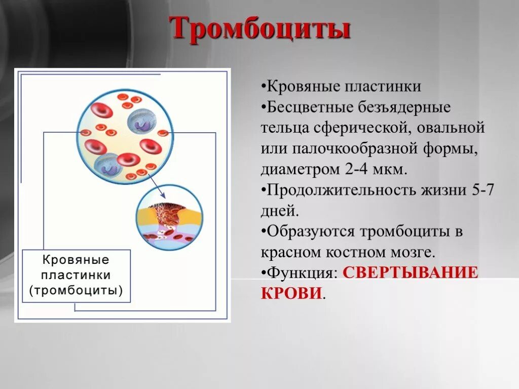 Заболевания белой крови. Лейкоциты гистология. Лейкоциты это в биологии. Бесцветные кровяные. Лейкоциты человека представляют собой клетки крови.