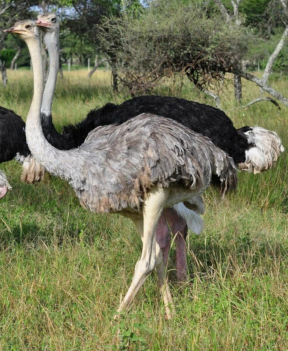Самый крупный страус. Страус нанду и эму. Африканские Страусы нанду и эму. Самый большой страус. Самая большая птица.
