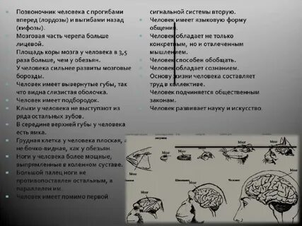 Различие человека и человекообразных обезьян таблица